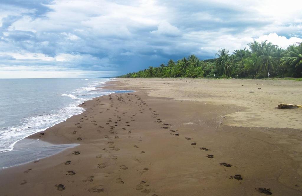Caribbean View Apartment Tortuguero Ngoại thất bức ảnh