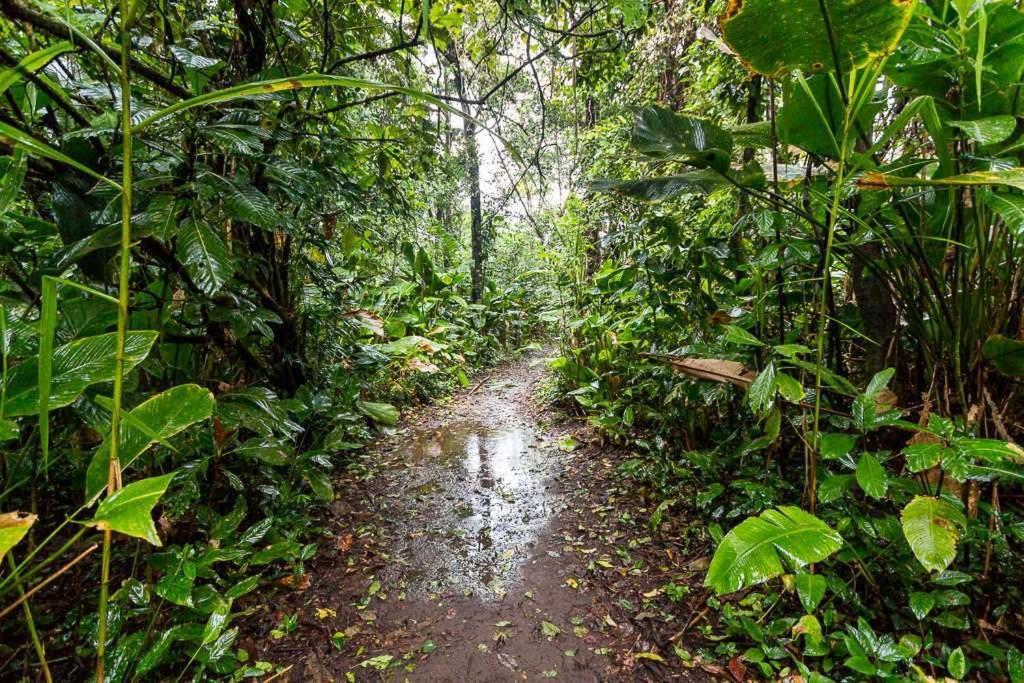 Caribbean View Apartment Tortuguero Ngoại thất bức ảnh